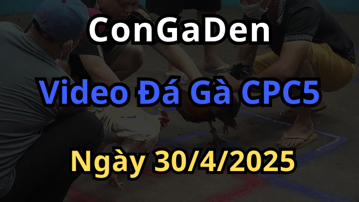 Xem Đá Gà CPC5 Bồ An Giang ngày 30/4/2025