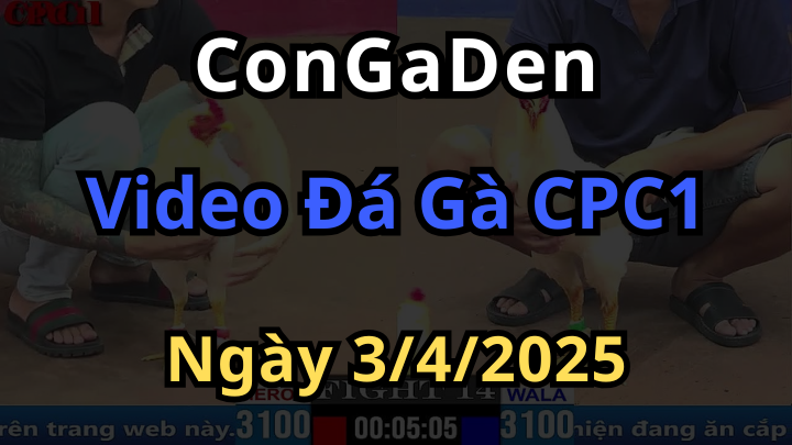 Full video đá gà cpc1 ngày 3/4/2025 trực tuyến hôm nay
