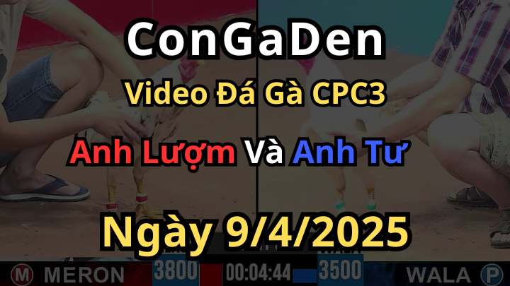 Gà bình dương mà đá là hết cứu CPC3 9/4/2025