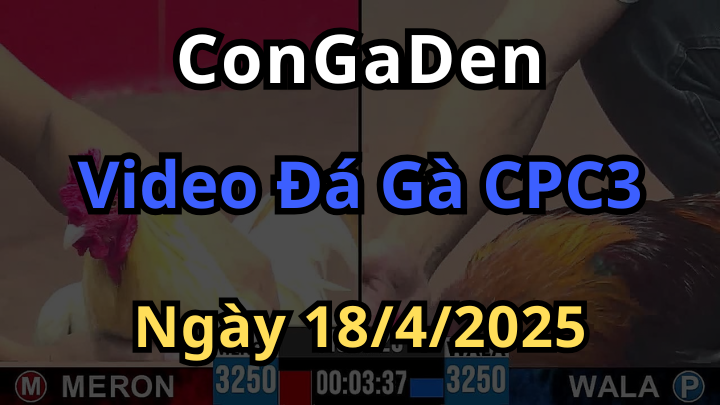 Xem lại Đá Gà CPC3 ngày 18/4/2025
