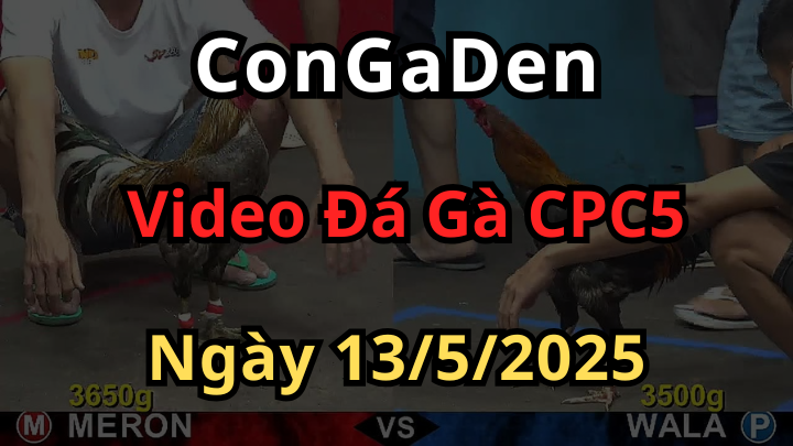 Clip đá gà trực tiếp cpc5 hôm nay 13/5/2025