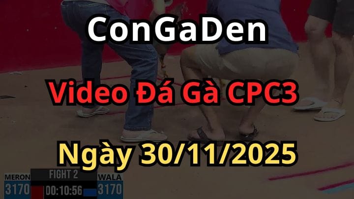 Video Đá Gà Trực Tiếp CPC3 Hôm Nay 30/11/2025